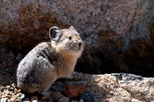 Scopri di più sull'articolo Irace del Capo: il curioso animale che sembra un roditore ma non lo è