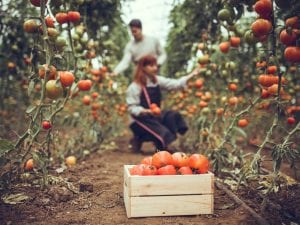 Scopri di più sull'articolo Cos’è il Decreto “contaminazioni” e perché fa discutere di agricoltura bio