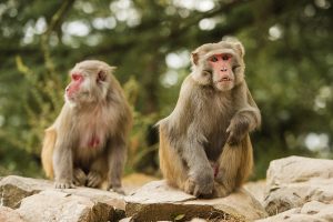 Scopri di più sull'articolo Scimmie in Porto Rico più gentili tra loro dopo l’uragano Maria