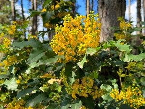 Scopri di più sull'articolo Mahonia: cura e coltivazione della pianta che dà un tocco dorato al giardino