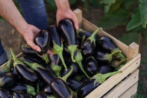 Scopri di più sull'articolo Quante varietà di melanzane esistono e quali si possono gustare in autunno