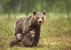 Scopri di più sull'articolo È morta l’orsa grizzly più anziana della storia: investita da un’auto a Yellowstone