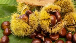 Scopri di più sull'articolo Ricci delle castagne: ecco come puoi riutilizzarli per decorare la casa