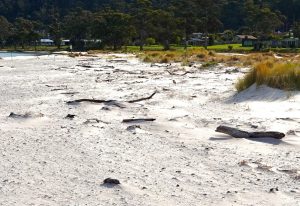 Scopri di più sull'articolo In Tasmania una foresta è riemersa dopo una tempesta: era fossilizzata da migliaia di anni