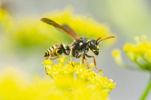 Scopri di più sull'articolo Non solo le api: anche le vespe hanno un ruolo fondamentale per l’agricoltura