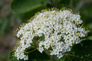 Scopri di più sull'articolo Viburno: coltivazione e cura del fiore perfetto per l’autunno