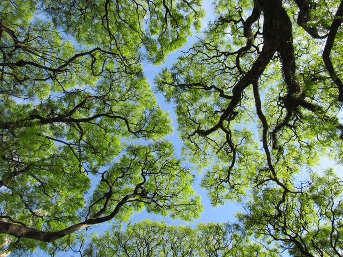 Scopri di più sull'articolo Gli alberi assorbono CO2, ma un italiano su tre non lo sa