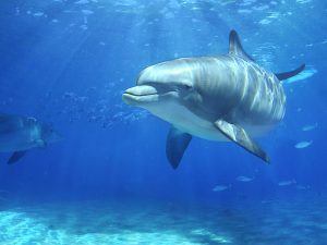 Scopri di più sull'articolo Nel Golfo di Trieste c’è un delfino che nuota e gioca ma secondo gli esperti starebbe soffrendo di solitudine