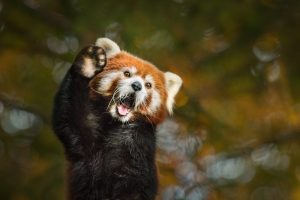 Scopri di più sull'articolo Nello zoo di Edimburgo un cucciolo di panda rossa è morto a causa dei fuochi d’artificio