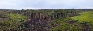 Scopri di più sull'articolo L’Ue blocca (per il momento) la legge contro la deforestazione