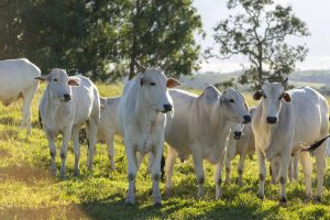 Scopri di più sull'articolo Se mangiassimo il 13% in meno di carne salveremmo il Pianeta