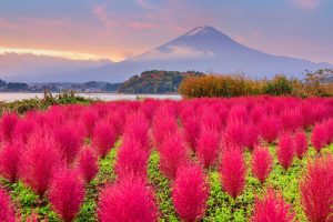 Scopri di più sull'articolo La fioritura giapponese di Kochia: lo spettacolo autunnale