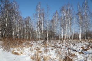 Scopri di più sull'articolo Piantare alberi al Polo Nord peggiora il riscaldamento globale