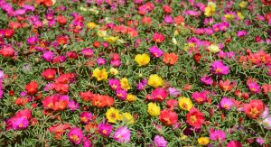 Scopri di più sull'articolo Mai calpestare questa erba: la portulaca, una vera “mina d’oro” nel tuo giardino