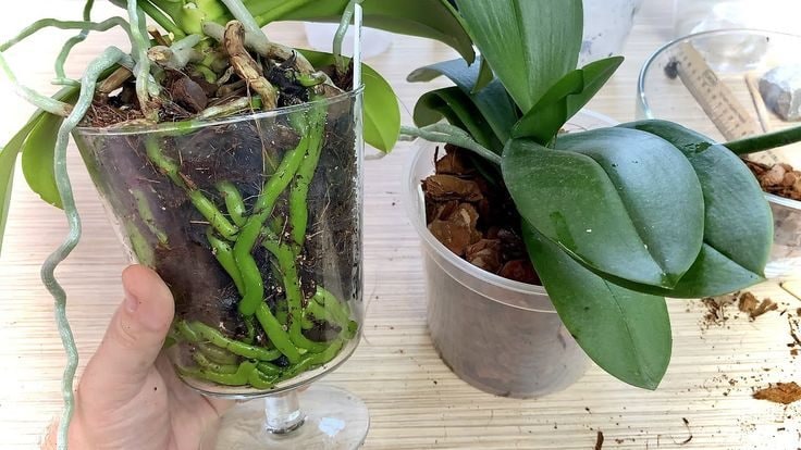 Scopri di più sull'articolo Perché mettere un chiodo di garofano nel terriccio delle orchidee: il segreto degli esperti