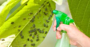 Scopri di più sull'articolo Come eliminare definitivamente afidi e cocciniglie con questi trucchi naturali