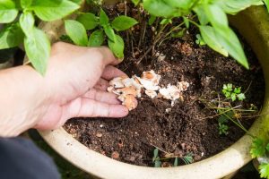 Scopri di più sull'articolo Perché mettere un guscio d’uovo nelle piante: il trucco per farle crescere forti e rigogliose