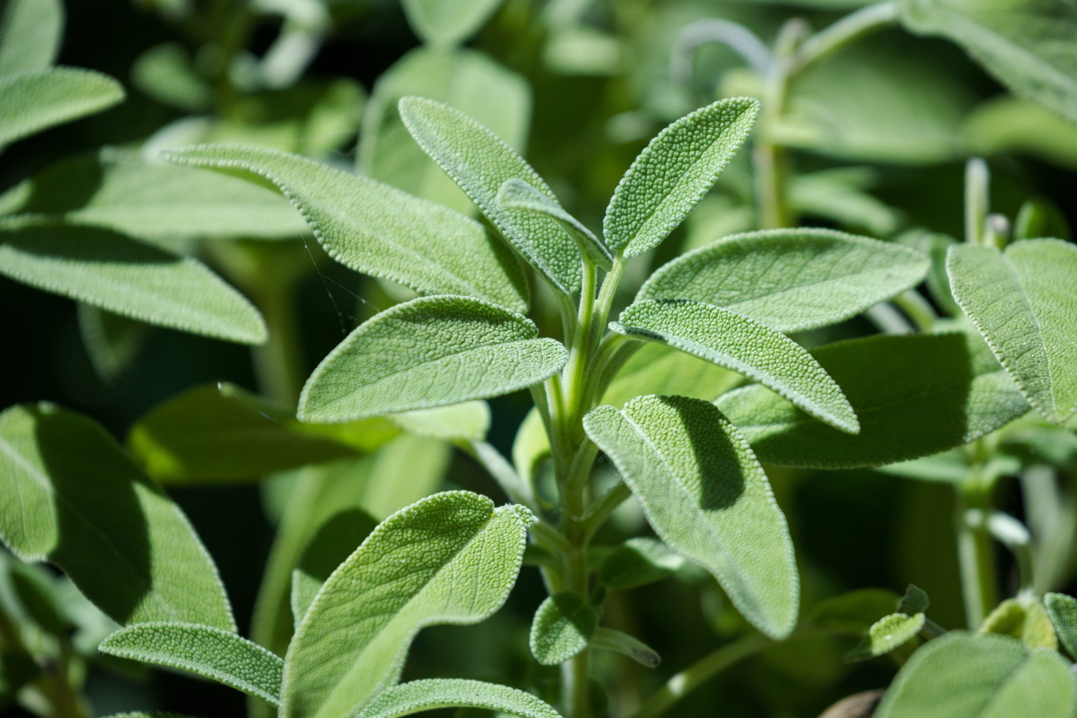 Scopri di più sull'articolo Tutto ciò che si può fare con una semplice pianta di salvia