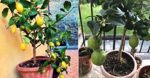 Scopri di più sull'articolo Lasciare i limoni sulla pianta è un errore? Ecco cosa dicono gli esperti