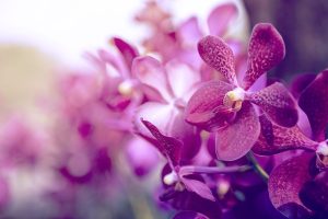 Scopri di più sull'articolo Fertilizzante per orchidee fatto in casa: la ricetta naturale che funziona davvero
