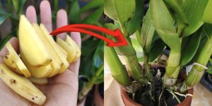 Scopri di più sull'articolo Bucce di patate: l’arma segreta per il tuo giardino. Non gettarle, ma riutilizzale così!
