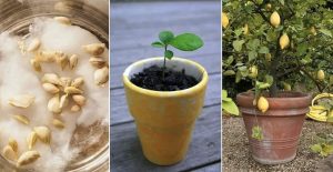 Scopri di più sull'articolo Come far germogliare un limone dai suoi semi: guida facile passo passo