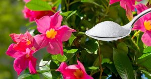 Scopri di più sull'articolo Dipladenia in fiore: tutti i trucchetti per una fioritura spettacolare