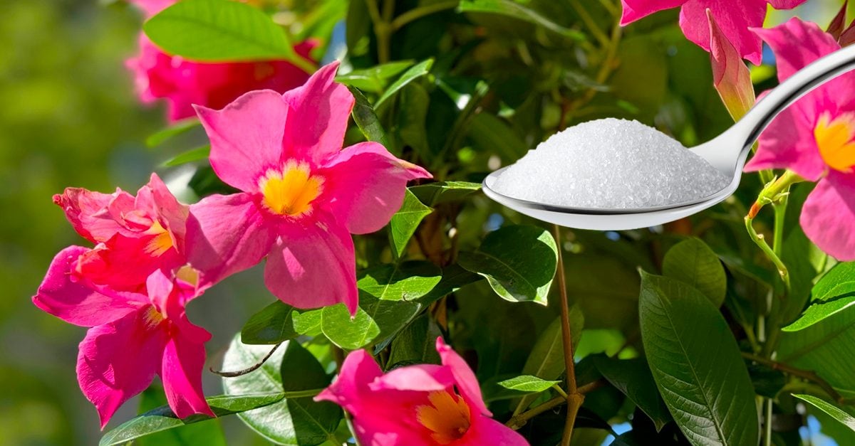 Scopri di più sull'articolo Dipladenia in fiore: tutti i trucchetti per una fioritura spettacolare