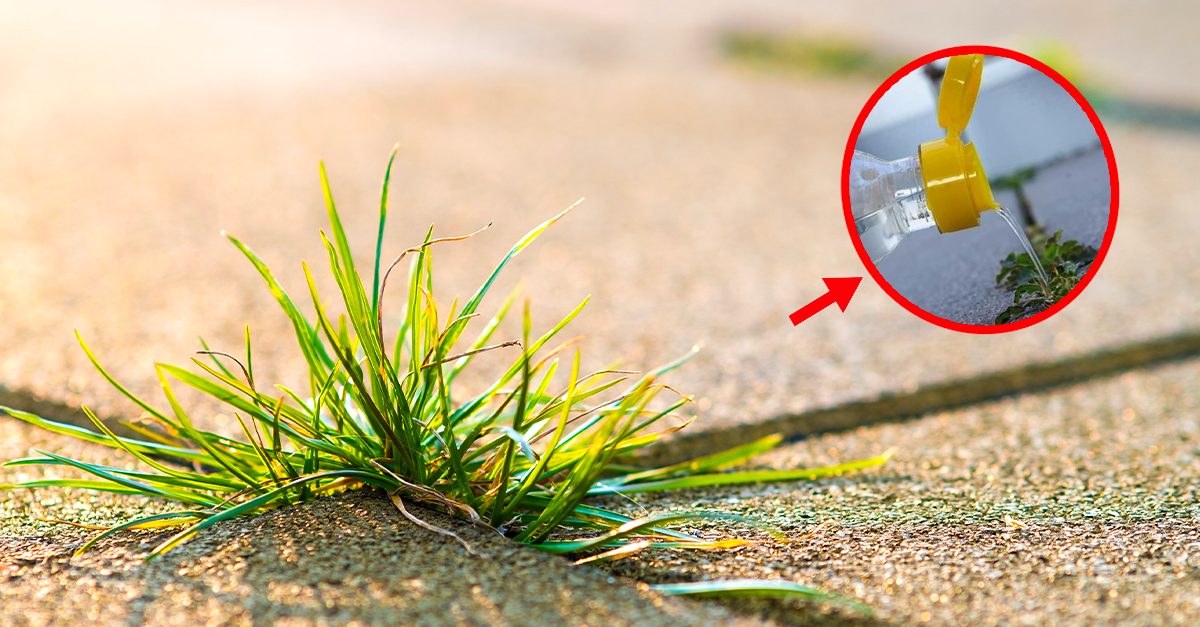 Scopri di più sull'articolo Erbicida naturale fai da te: 4 ingredienti facili e sicuri per il giardino