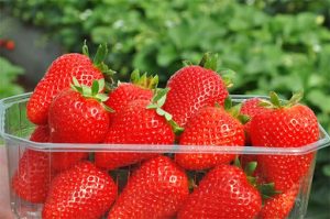 Scopri di più sull'articolo Come riciclare le vaschette di plastica delle fragole: 7 idee utili e creative