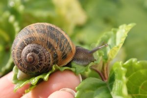 Scopri di più sull'articolo Come allontanare le lumache dal giardino in modo naturale: rimedi efficaci e senza veleni