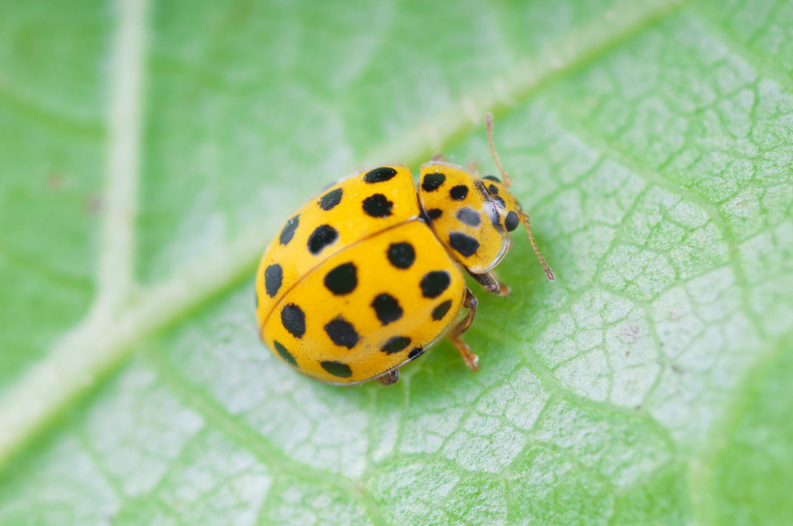 Scopri di più sull'articolo Il Significato della Coccinella Gialla: Simbolismo e Superstizioni