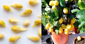 Scopri di più sull'articolo Come allontanare insetti e parassiti dalla pianta di limoni: soluzioni naturali e efficaci