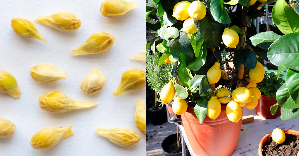 Scopri di più sull'articolo Come allontanare insetti e parassiti dalla pianta di limoni: soluzioni naturali e efficaci