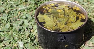 Scopri di più sull'articolo Macerato di ortica fatto in casa: la guida passo passo per un rimedio naturale