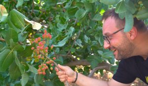 Scopri di più sull'articolo Il trucco rapidissimo per far germogliare i pistacchi in vaso: in pochi giorni nasce la pianta