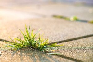 Scopri di più sull'articolo Erbacce addio: gli ingredienti naturali più efficaci per eliminarle senza prodotti chimici