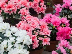 Scopri di più sull'articolo Perché si regala l’azalea alla Festa della Mamma? Significato e tradizione dietro questo gesto