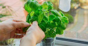Scopri di più sull'articolo Basilico del supermercato: gli errori che facciamo tutti (e come evitarli per farlo durare a lungo)