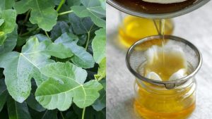 Scopri di più sull'articolo Olio di foglie di fico: la ricetta antica ricca di proprietà benefiche per pelle e salute