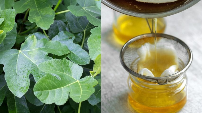 Scopri di più sull'articolo Olio di foglie di fico: la ricetta antica ricca di proprietà benefiche per pelle e salute