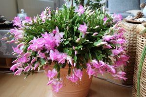 Scopri di più sull'articolo Cactus di Natale: il segreto per farlo fiorire di nuovo in modo spettacolare