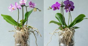 Scopri di più sull'articolo Orchidee sempre esuberanti: il metodo giusto per annaffiarle e farle durare tutta la vita