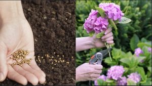 Scopri di più sull'articolo Come fare una talea di ortensie: guida passo-passo per moltiplicare le tue piante