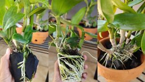 Scopri di più sull'articolo Come far rivivere le orchidee morenti: il metodo naturale ed efficace per salvarle