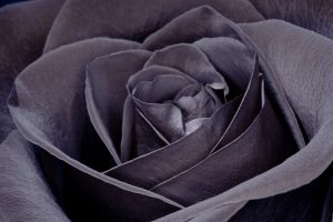 Scopri di più sull'articolo Le rose nere di Halfeti: la meraviglia unica che cresce solo in Turchia, lungo l’Eufrate