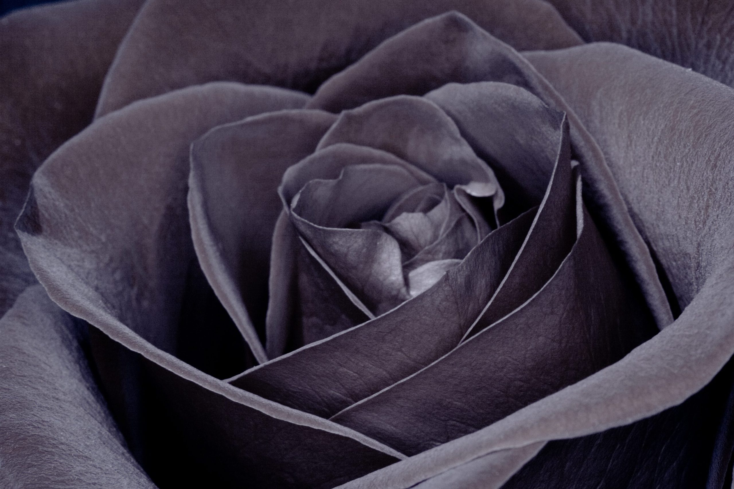 Scopri di più sull'articolo Le rose nere di Halfeti: la meraviglia unica che cresce solo in Turchia, lungo l’Eufrate