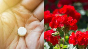 Scopri di più sull'articolo Gerani sempre in fiore: il trucco da fare una volta al mese per una fioritura continua