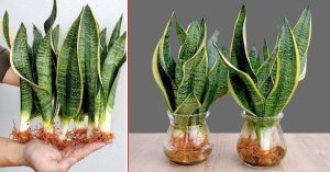 Scopri di più sull'articolo Questo segreto sulla pianta lingua di suocera ti sorprenderà: davvero utile!