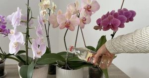 Scopri di più sull'articolo Ho nutrito così la mia orchidea ed è rimasta sana e in fiore per 4 stagioni di fila